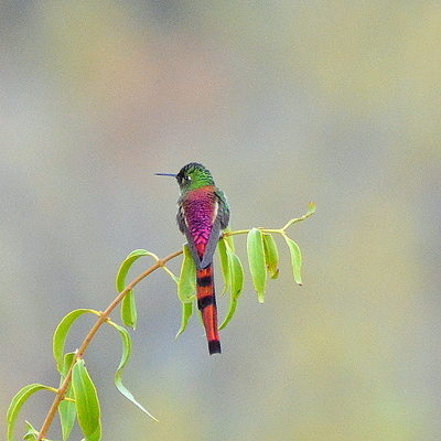 Red-Tailed Comet Hummingbird